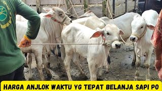 Prices have dropped by no means‼️The right moment to shop for PO cattle at the Kebumen market