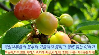 과일나무들의 봄부터 가을까지 꽃피고 열매맺는 과정 이야기 (포도 복숭아 체리 머루 다래 매실 사과 배 자두)