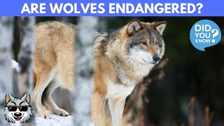 Are Wolves An Endangered Species?