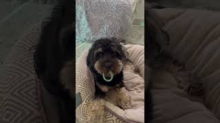 Get it if you can. 髪ゴムをとられなくない犬#shorts#puppy #癒し犬動画#sydney #cavapoo