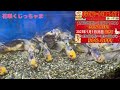 花咲くじっちゃま年末年始のセール情報と営業日時のお知らせです！個体動画も載せてます！