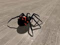 araignée 3d steatoda paykulliana