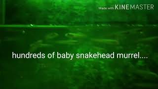 Pet baby snakeheads(MURREL)/channa striata---:)