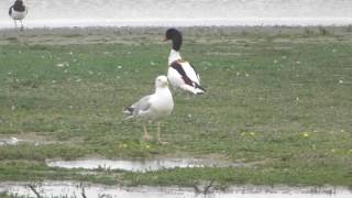 good Gull under attack trying to catch chick for breakfast RSPB Titchwell Marsh 18jun16 915a