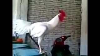 Pijani petao/Drunk rooster