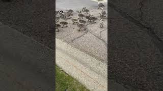 Goose March..Goose walk #shortvideo #shortvideo #goose #bird