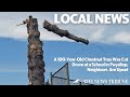 A 100-Year-Old Chestnut Tree Was Cut Down at a School in Puyallup, Neighbors Are Upset