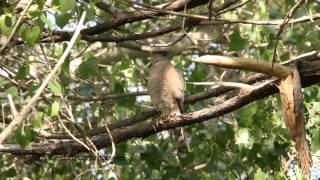 Cooper's Hawk taking off from branch