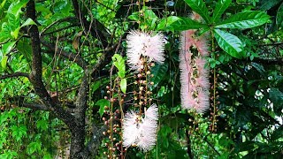 大鵬灣大潭濕地公園