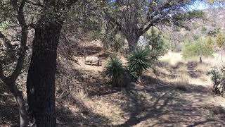 Javelinas in Spring Canyon, Bisbee