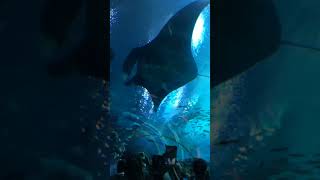 Bahamas Atlantis aquarium tunnel with stingray Caribbean destination vacation