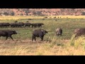 Victoria Falls & Wildlife on the Zambezi & Chobe Rivers