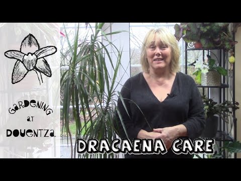 How can we count the age of a dragon tree?