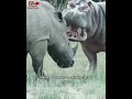 Angry Rhinos | Rhino Blew the Warthog | Rhinos in Angry Mood | Rhino fights Elephants #wildlife