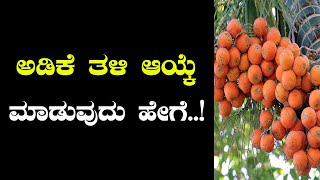 ಅಡಿಕೆಯಲ್ಲಿನ ತಳಿಗಳ ಪರಿಚಯ|ನಿಮ್ಮ ವಾತಾವರಣಕ್ಕೆ ಸೂಕ್ತವಾದ ಅಡಿಕೆ ತಳಿಯನ್ನ ಆಯ್ಕೆ ಮಾಡುವುದು ಹೇಗೆ?