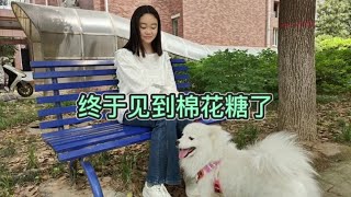 静宝终于见到棉花糖了，棉花糖的迎接方式好特别