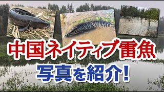 中華人民共和国のネイティブ雷魚写真を紹介！【世界雷魚紀行その1】