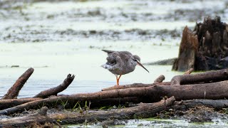 Birdwatchers flock to Scio Township to view rare spotted redshank