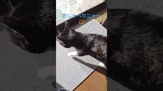 朝からずっとおしゃべりなイブちゃん🐱#ねこ動画 #ねこのいる生活 #ねこ#元野良猫