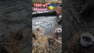 1000 шт. малька Карася поймали🔥 #карась #малек #рыбалка #жерлицы