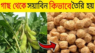 ফ্যাক্টরিতে কিভাবে সয়াবিন তৈরি হচ্ছে দেখুন soyabean or soyachunks made in factory