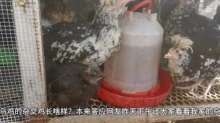 楼顶养鸡：今天来看看大家问了好多次的泰和乌鸡和海兰褐的后代！