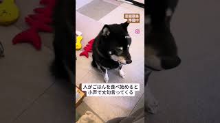 【里親募集 準備中】人がごはんを食べてると小声で文句言ってくるはるちゃん