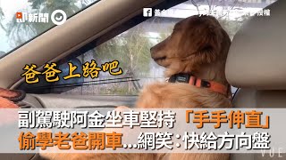 副駕駛黃金獵犬偷學狗老爸開車 網友笑：快給方向盤｜阿金｜寵物｜狗狗｜Golden Retriever