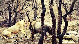 गर्मी से परेशान जंगल के सभी जीव/forest animals troubled by heat