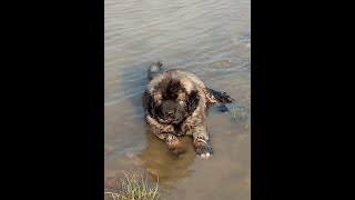 CAUCASIAN SHEPHERD GROWING FROM 2 to 8 MONTHS