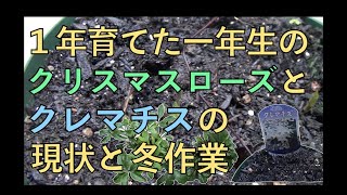 １年育てた１年生苗のクリスマスローズとクレマチスの現状と冬作業