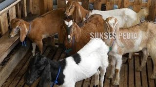 PANDUAN LENGKAP CARA SUKSES TERNAK KAMBING JAWA BAGI PEMULA MUDAH!