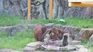 ミンピーちゃんにべったりのリキちゃん・オランウータン