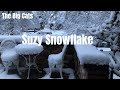 Suzy Snowflake by the Big Cats