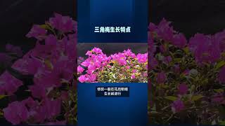 【一句话养好一盆花】三角梅如何养护