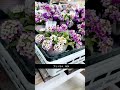 おすすめ植物〜　1月14日　 garden flower 園芸 cute beauty flowerslovers ガーデニング 植物 花 お花 花苗 お庭