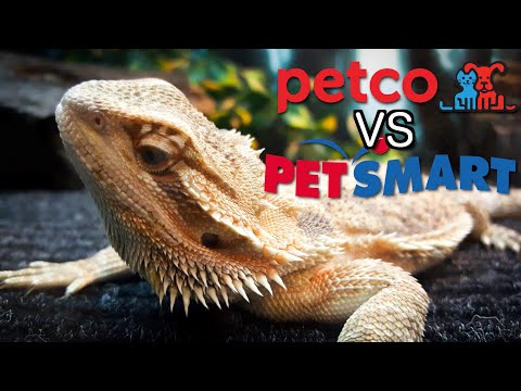 Petco VS Petsmart – Bearded Dragon Care Guides