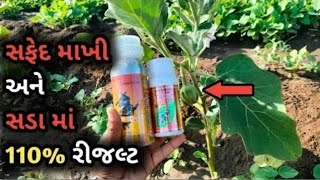 રિંગણીની દવા || brinjal farming 🍆🍆🍆|| ringan ni dava || કાળો ઘોડો and takat plus|| khetisafar 🍆🍆🍆