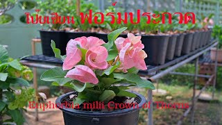 Eporbia โป๊ยเซียน ฟอร์มประกวด ดอกสีชมพูช่อใหญ่  Coroa de Cristo, Euphorbia milii Crown of Thorns