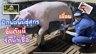 ฝึกพ่อพันธุ์สุกร พ่อพันธุ์หมูตัวใหม่ขึ้นดัมมี่รีดน้ำเชื้อ