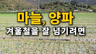 마늘 양파 겨울철을 잘 넘기려면...