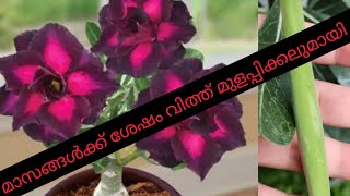 അഡീനിയം വിത്തുകൾ ഇതുപോലെ സിംപിൾ ആയി മുളപ്പിച്ച് ഒരുപാട് തൈകൾ ഉണ്ടാക്കാം #gardening #adenium #plants