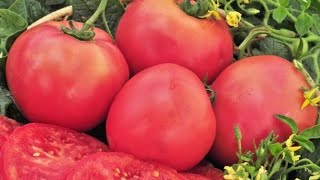 ОБЗОР ЛУЧШИХ И УРОЖАЙНЫХ ТОМАТОВ🍅ДЕГУСТАЦИЯ. ШОКОЛАДНЫЙ. ПУЗАТА ХАТА. ТРИ ТОЛСТЯКА...