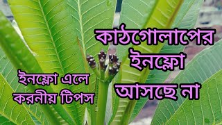 কাঠগোলাপ গাছে ইনফ্লো(কলি)না আসার কারণ কি ||ইনফ্লো এলে করনীয় টিপস ||কাঠগোলাপ গাছে ফুল পাবেন কিভাবে