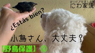 【野鳥を保護】②巣立ちの練習中にまた落下/親鳥の愛に感動/recate de un pajarito parte 2