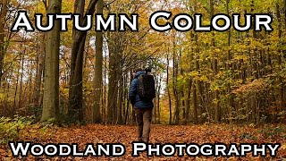 Woodland Autumn Colour - Woodland Photography