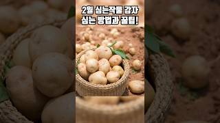 봄감자 심는시기와 비료 주는 방법 #감자재배