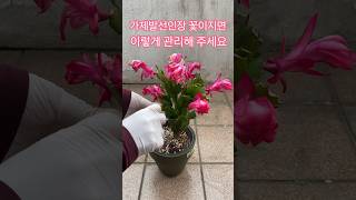 가제발선인장 꽃이지고 나서 관리하기 #shorts