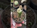 grafted astrophytum seedling update. astrophytum graft graftingtips