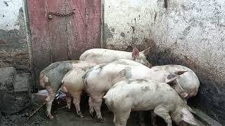 फार्मी सुअर को घर पर कैसे पाले? | Pig Farming